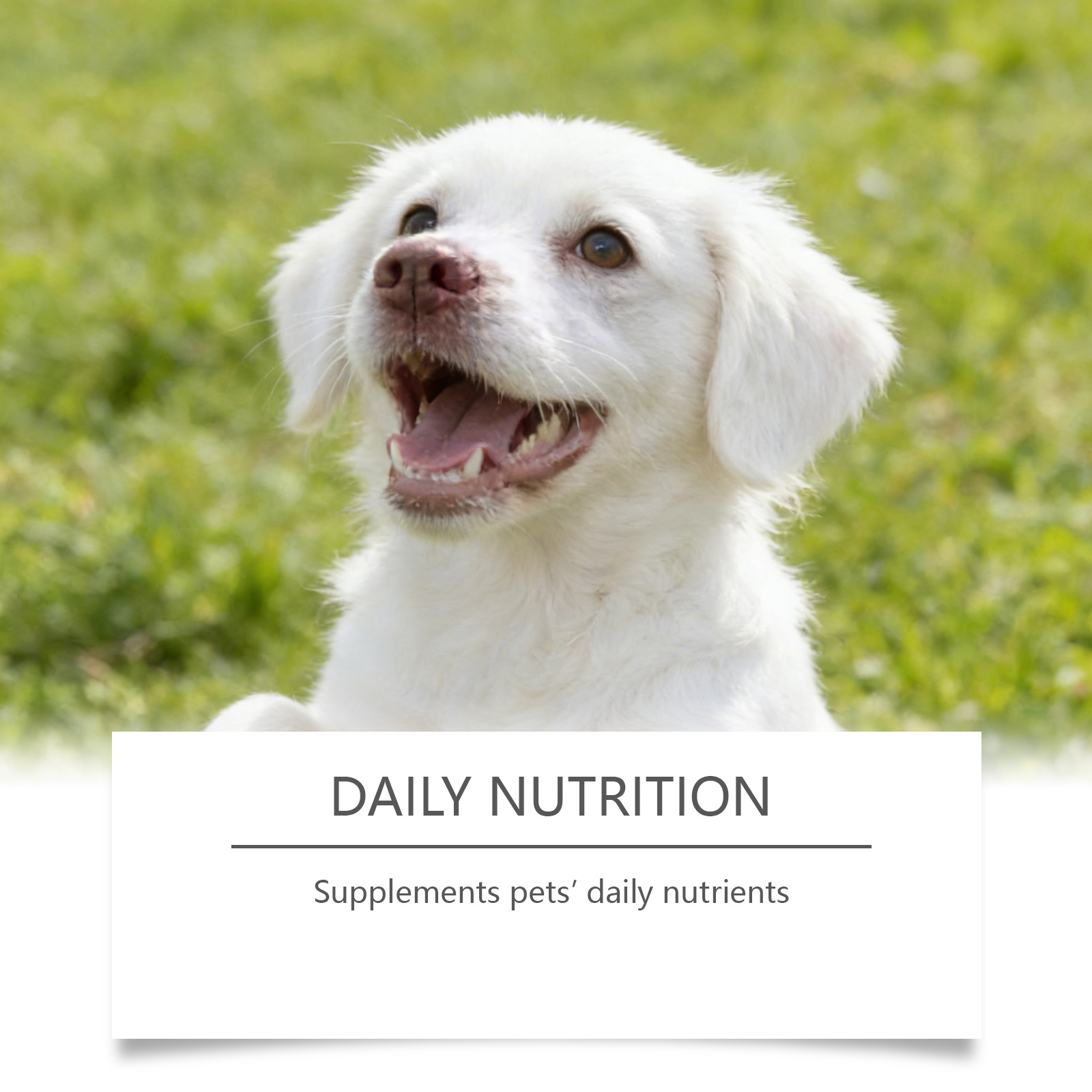 Dog Taurine Powder Easy-To-Mix - Wellness Health Nutrition reseña y precio